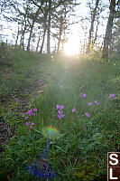Hendersons Shooting Stars Next To Trail