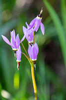 Lighter Purple Shooting Stars