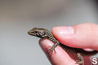 Lizard In Hand