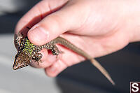 Lizard With Green Back