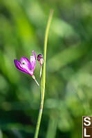Satinflower At End Of Bloom