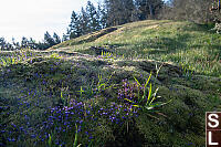 Small-flowered Blue-eyed Mary On Rocks