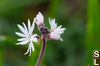 Smallflower Woodland Star