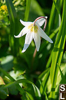 Top Of Fawn Lily