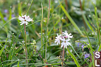 Woodland Star In Grass