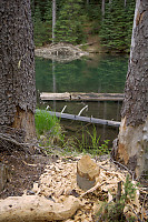 Beaver Marks