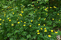 Creeping Buttercup