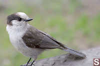 Gray Jay On Bench