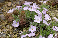 Spreading Phlox And Stonecrop