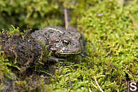 Western Toad