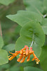 orange honeysuckle