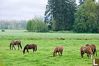 Horses Feeding