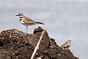 Savannah Sparrow