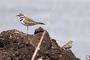 Killdear And Savannah Sparrow
