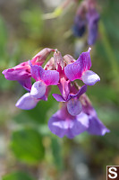 Beach Pea