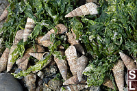 Snails In Sea Lettuce