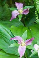 Trillium