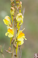 Common Toadflax