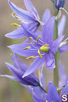 Camas Flower