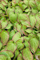 Maroon Ringed Leaves