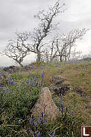 Stone In Foreground