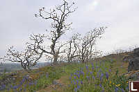 Trees On Hillside