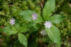 broadleaf starflower