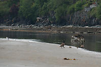 Canada Geese Walking Chicks