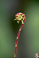 Deer Fern Still Rolled Up