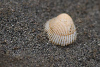 Small Shell In The Sand