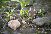 Baby Ducks Feeding In The Mud