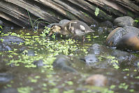 Baby Mallard In The Weeds