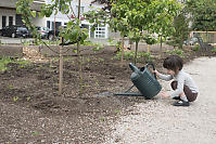 Claira Watering The Fruit Trees