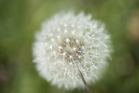 Dandelion Seed Head