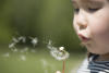 Dandelion Seeds Blowing Into The Background