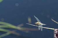 Four Spotted Skimmer On Reed