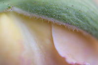 Grains Of Pollen On Shell