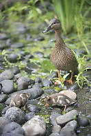 Mallard And Two Ducklings Feeding In The Rocks