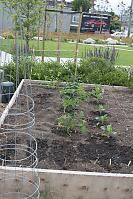 Tomato Cages Going In Peas On Frame