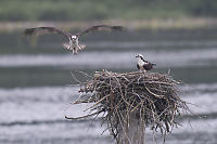 Gliding In For Landing