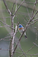 Lazuli Bunting In The Trees