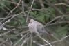 Mourning Dove