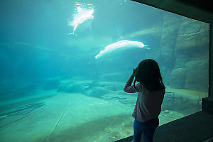Nara With Belugas
