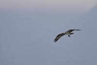 Osprey Returning With Fish