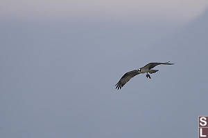 Osprey Returning With Fish