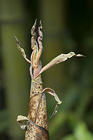 Rainbow Tipped New Culm