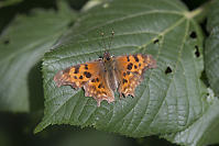 Satyr Anglewing On Chewed Leaf