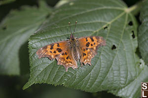 Satyr Anglewing On Chewed Leaf