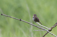 Song Sparrow Singing