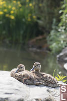 Two Mallard Chicks